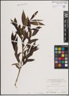 Foto von Salix fragilis L.